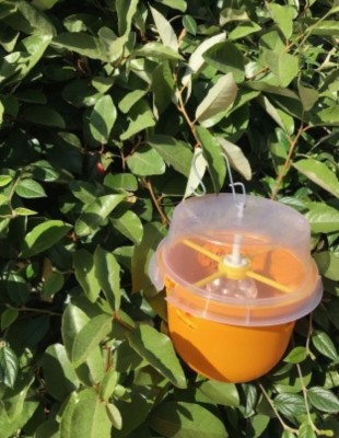 piege-a-mouches-des-fruits-smart-trap-piege-a-mouches-des-fruits-smart-trap-310x400